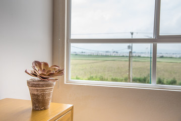 maceta con cactus cafe cerca de ventana con un campo verde, tranquilidad y paz para reflexion