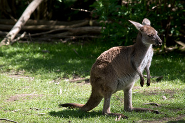 Naklejka na ściany i meble joey kangaroo