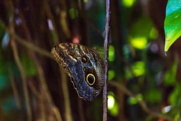 Owl Butterfly with green background. Owl butterflies are protected species in Mexico. Cloaseup on delicate wings