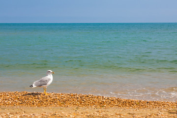 Adriatic Sea coast view. Seashore of Italy, summer sandy beach and seagull.