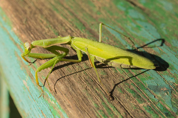 A female mantis. Predatory insect. The fauna inhabiting the European zone.