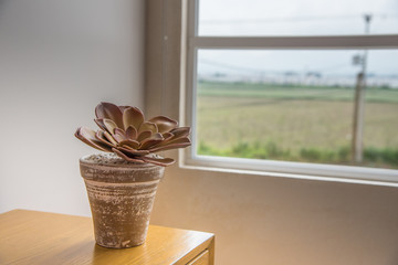 maceta con cactus cafe cerca de ventana con un campo verde, tranquilidad y paz para reflexion