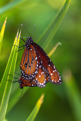 Mating Monarch Butterflies perched on leaf. Migratory bugs that invade Mexico every year. This couple take a momento to mate and reproduce.