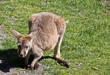 joey red kangaroo