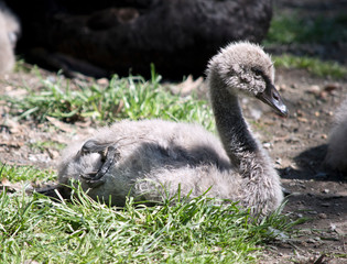 cygnet baby swan