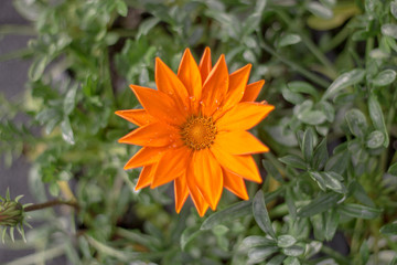 Beautiful Orange Flower