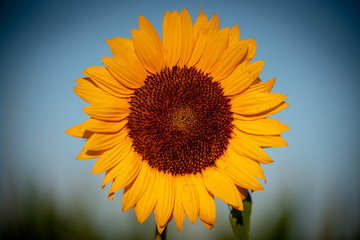 Fototapeta premium Sunflower