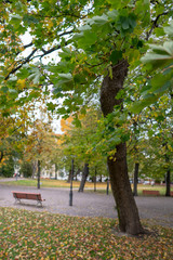 Naklejka premium gray day in the colorful autumn park