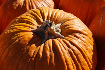 Close up texture and detail of a pumpkin