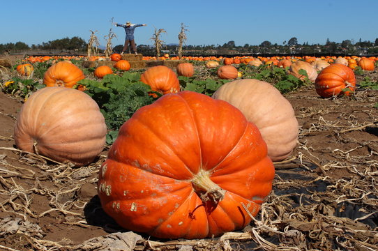 Bright Orange Pumpkins In Field