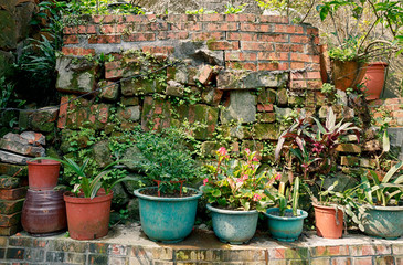 台湾 庭の鉢植え