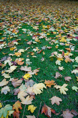 autumn leaves on the lawn