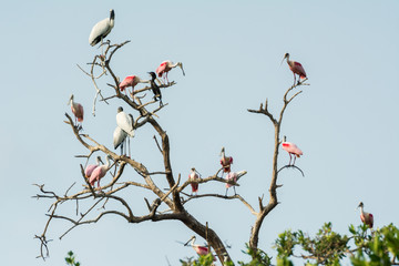 aves