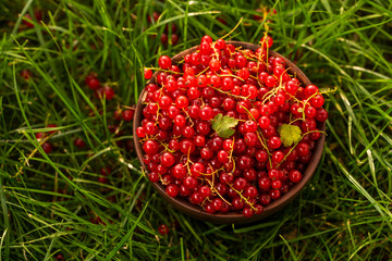 berries red currant in a plate in the grass garden