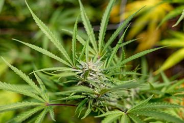 Naklejka na ściany i meble A medical marijuana bud with green leaves growing off of it.