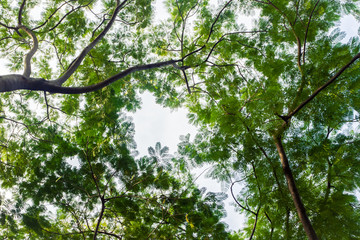 The green trees top in forest