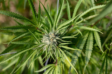 A bud growing on a massive marijuana plant at an outdoor grow operation.