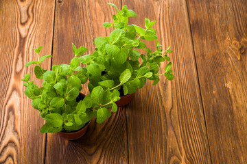 fresh mint on the table in peat pots, closeup shot