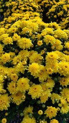 fall flowers chrysanthemums red yellow white