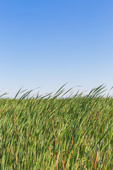common reed with blue sky background in a sunny and windy summer vacation day