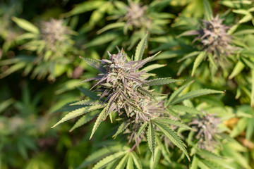 a nice cannabis bud in the fall sun nearing maturity.