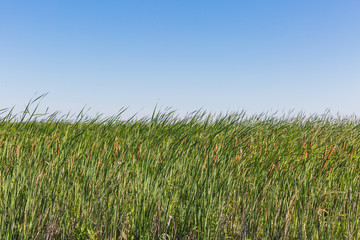 Fototapeta premium common reed with blue sky background in a sunny and windy summer vacation day