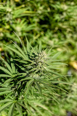Naklejka na ściany i meble A gnarly big medical marijuana bud in the fall sun.
