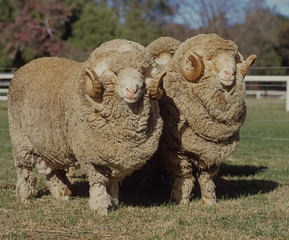 Stud Merino ram at at a farm in Australia.sheep