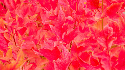 background wallpaper-close up of vivid red autumn maple leaves