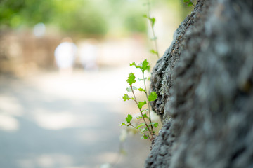 bokeh backgrounds with leaf