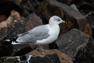 Seagull On Rocks Looking At A Bug