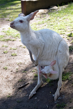 albino Western grey kangaroo