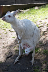 albino Western grey kangaroo