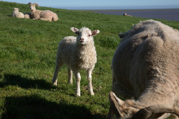 Lamb and sheep herd in grassy field in Iceland