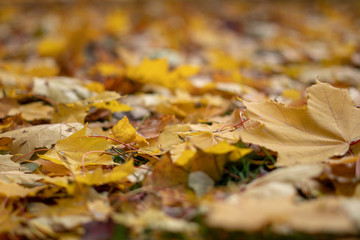 a carpet of autumn leaves