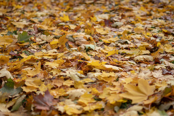 a carpet of autumn leaves