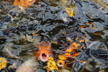 koi fish in pond