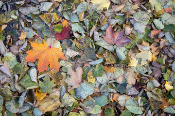 a carpet of autumn leaves