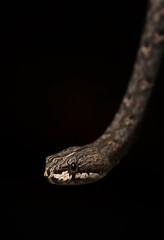 Common mock viper (Psammodynastes pulverulentus) portrait