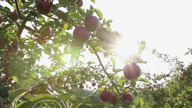Shimmering sunlight with red apples