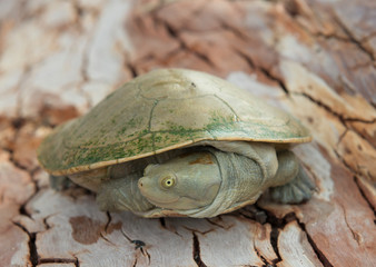 Cooper creek turtle,  south australia.