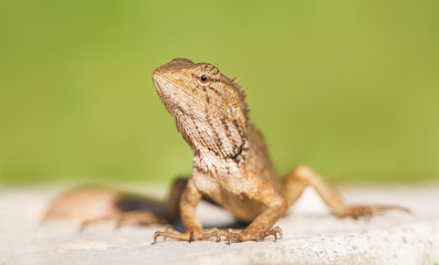 Portrait of an oriental garden lizard (Calotes versicolor)