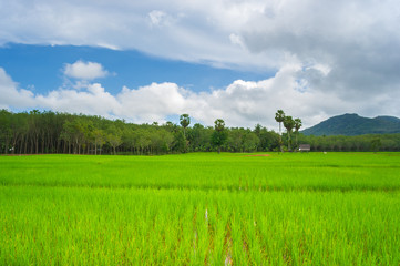 Obraz premium Newly planted fields