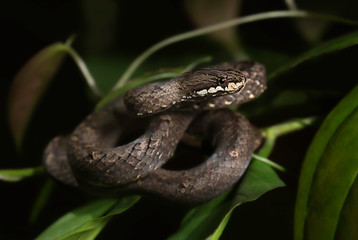 Common mock viper (Psammodynastes pulverulentus) on branch at night