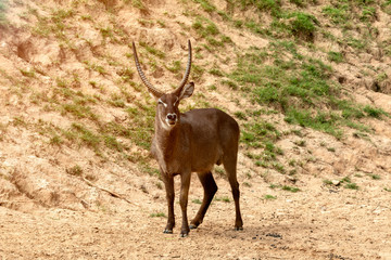 Obraz premium Male waterbuck with the nice horns standing in the brown sand area