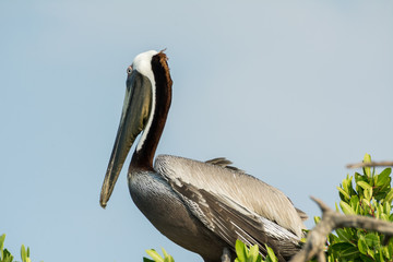 pelicano