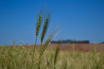 field of wheat