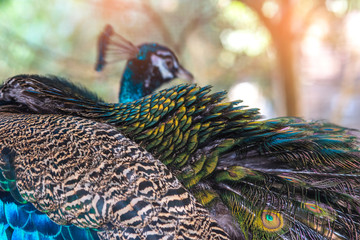 Beautiful peacock feathers for the background.