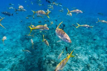 Naklejka na ściany i meble Group of Yellowtail Snappers fish underwater. Selective focus