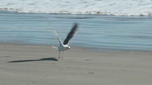 A medium shot as the camera pans to follow a seagull as it takes off and flies away in slow-motion.